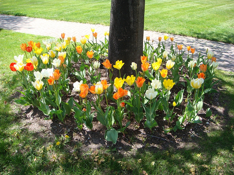 183 Memorial Day [2008 May 23].JPG - Scenes from Mackinac Island.